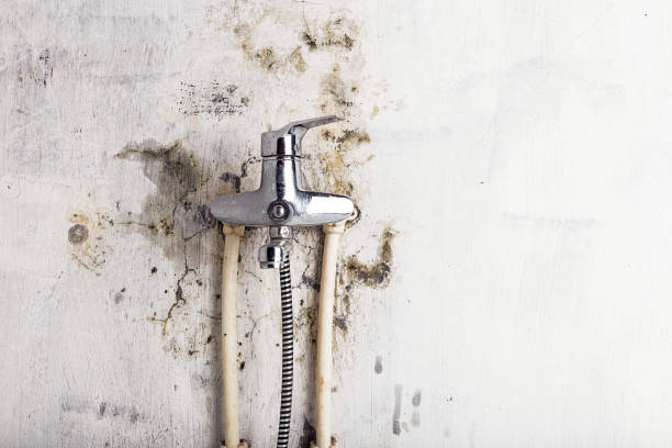 Best Home Mold Removal  in Iola, WI