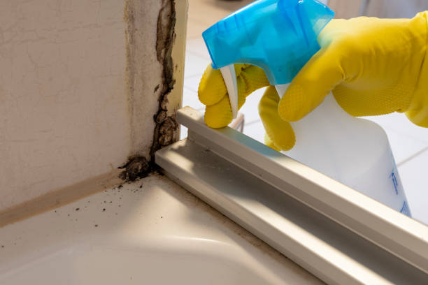 Best Attic Mold Removal  in Iola, WI