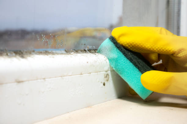 Best Certified Mold Removal  in Iola, WI
