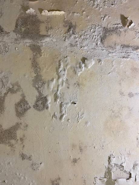 Best Mold Remediation  in Iola, WI