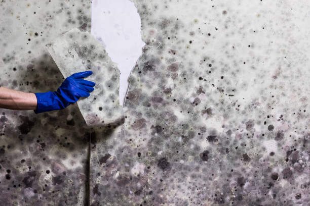 Best Crawl Space Mold Removal  in Iola, WI
