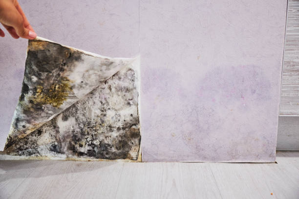 Best Professional Mold Removal  in Iola, WI